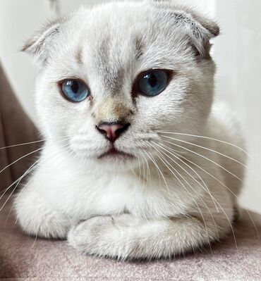 шотландская вислоухая кошка цена: Шотладская вислоухая