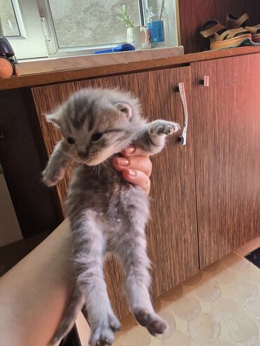 scottish fold satilir: Şotland, Erkək, Dişi, Yaxşı əllərə