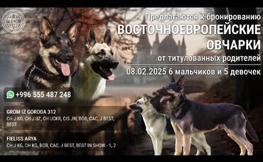 сколько пород собак в мире: Восточноевропейская овчарка, 1 месяц, Самец, С родословной