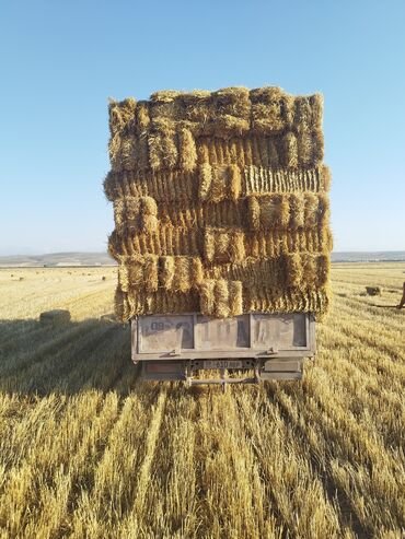 клеточное оборудование для кур несушек: Солома в тюках - Прессованная пшеничная солома в прямоугольных тюках