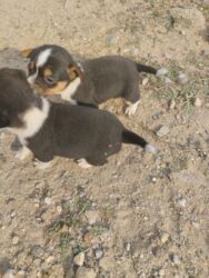 İtlər: 1 ay, Dişi, Ünvandan götürmə — 6