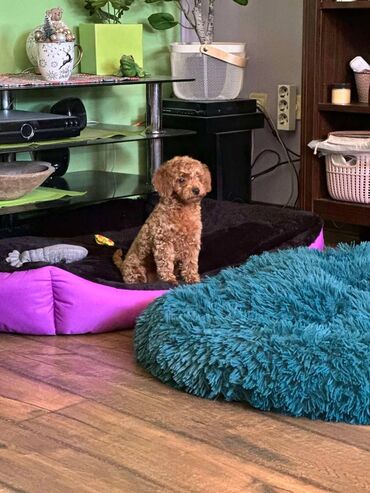 Psi: Nasa odgajivacnica se nalazi u Indjiji i bavimo se uzgojom pasa 15 — 1