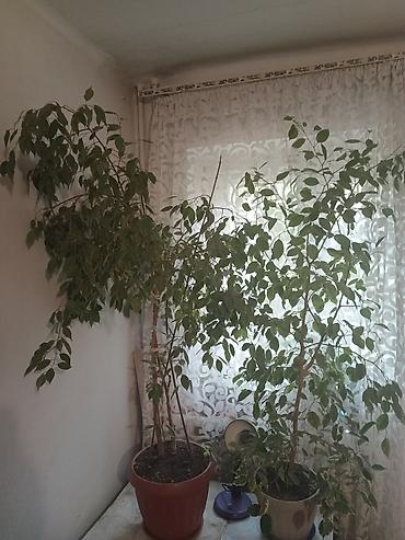 фикус цветы: Продаю фикус Бенджамина 2 шт. размер от горшка -150 см. -3000 за оба — 1