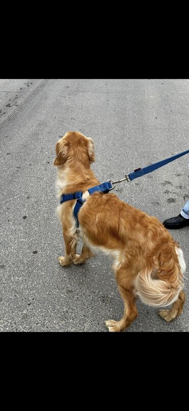 İtlər: Retriever, 1 il, Dişi