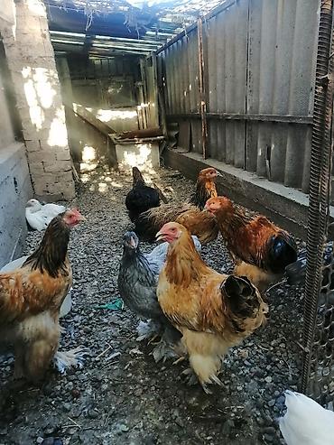 куры брамма: Продаю | Цыплята | Для разведения — 6