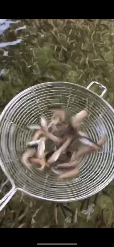 рыба аквариумная: Продаю Малька Испания переболевший средний вес 50гр количество 30 Тыщ