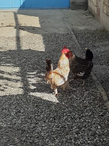 Akvariumlar: Xoruz 1il 3 ayliqdi ayagi leleylidi saglamdi
