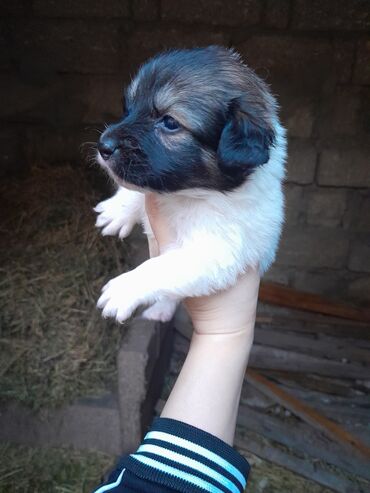 İtlər: Zvonok, 1 ay, Dişi, Ünvandan götürmə — 2