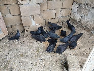 ereb ati satilir: Qaralar satılıq hoptum 100manat 14denedi 1nesildi — 3