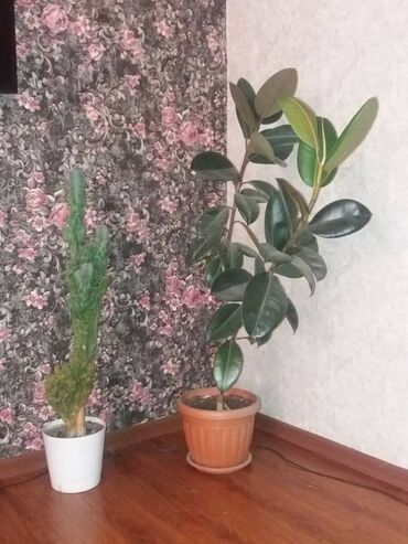 ленинское: Продам комнатные растения. Кактус 600 сом, фикус 1000 сом высота