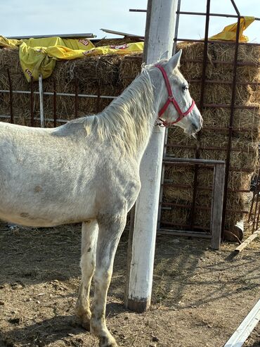 Лошади, кони: Продаю | Жеребец | Конный спорт — 2