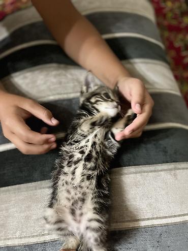 котята норвежской лесной кошки: 1 месяц, Девочка, Серый — 4