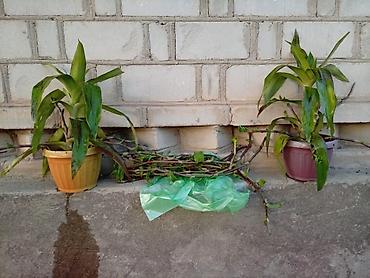 Традесканции: Комнатное растение в горшке — традесканция (Rhoeo/Tradescantia, «рео» — 3