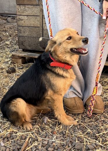 Отдам даром собаку: Собака даром: Дворняжка, 1 год, Самка, С прививкой — 3