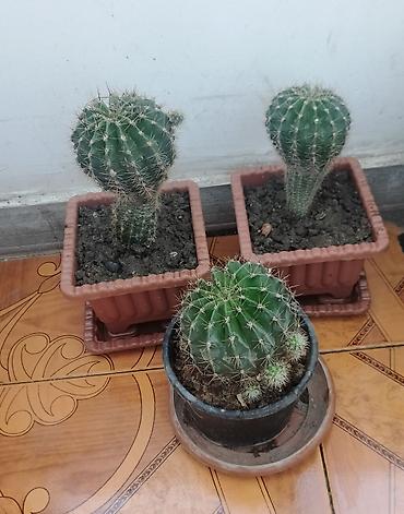 cilədağı bitkisi qiymeti: Pul gulleri 5azn, sansevieria opuntia subulata4azn,kaktuslar3azn.Son — 3