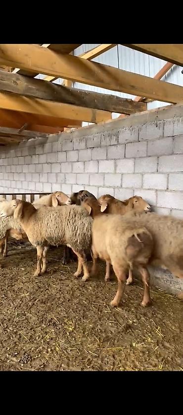 Баран, овца: Продаю | Овца (самка) | Для разведения | Матка — 1