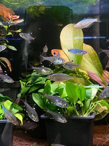 Аквариумы: Green Aqua — рыбки и растения для аквариума 🐟🌿 ▪️ Пресноводные рыбки и — 13