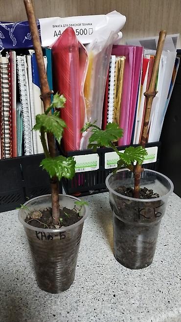 Виноград: Саженцы винограда. Пино, каберне, кишмыш, мцванни, ркацетелли — 3