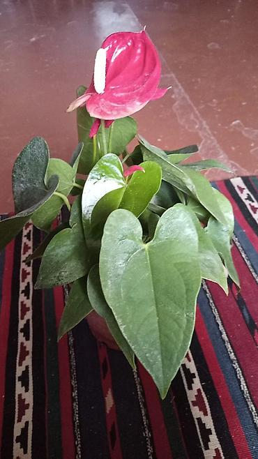 torf satilir: Anturium (Anthurium andraeanum) – qırmızı “çiçəkli” yarpaqları və — 2