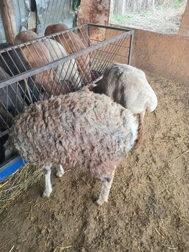 рамановские овцы: Продаю | Овца (самка) | На забой