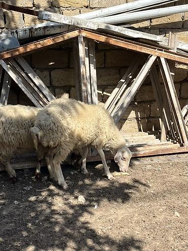 Qoyunlar, qoçlar: Quzular – yerli cins qarışığı, həm ət, həm də saxlamaq üçün münasib — 12
