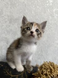 питомник кошек: 1 айлык, Эркек, Лотокко барууга үйрөтүлгөн