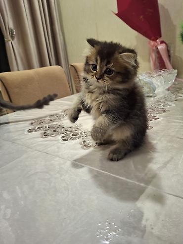 Pişiklər: Britan, Erkək — 11