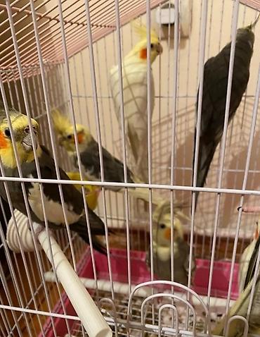 dağ sıçanı: Dağıstan sortu cüte hazır dişi ve erkək korellar var sağlam quşlardır — 6