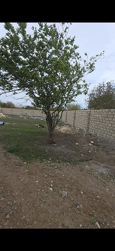 yeni emlak kiraye: 9 sot, Tikinti, Mülkiyyətçi, Kupça (Çıxarış) — 8