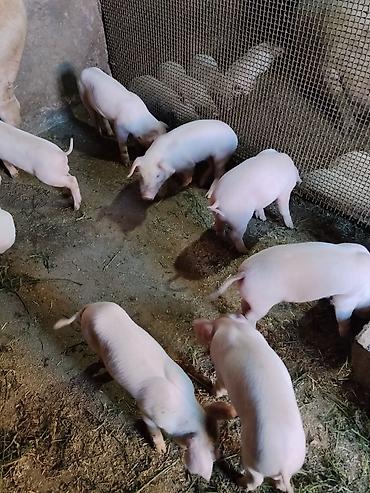 живой баран: Продаю | Поросенок | Крупная белая, Ландрас, Дюрок | Для разведения | Племенные — 2