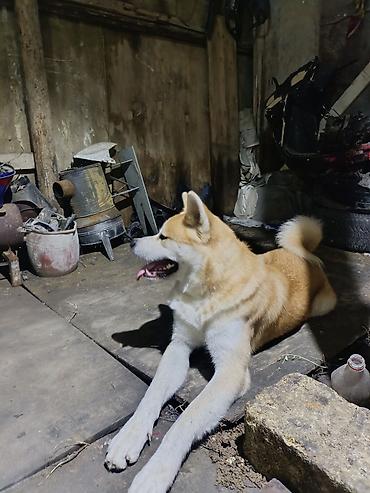 sort itlər: Akita-inu, Erkək — 1