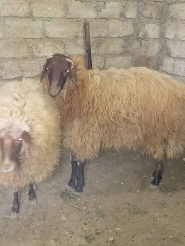 Qoyunlar, qoçlar: Bir dişi bir erkekdi çəkisi 40kq belkede yuxaridi wp var qiymət