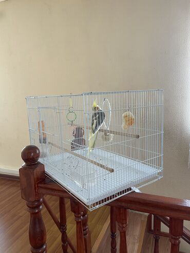 продаю птиц: Продаю попугая с клеткой ( карелла )