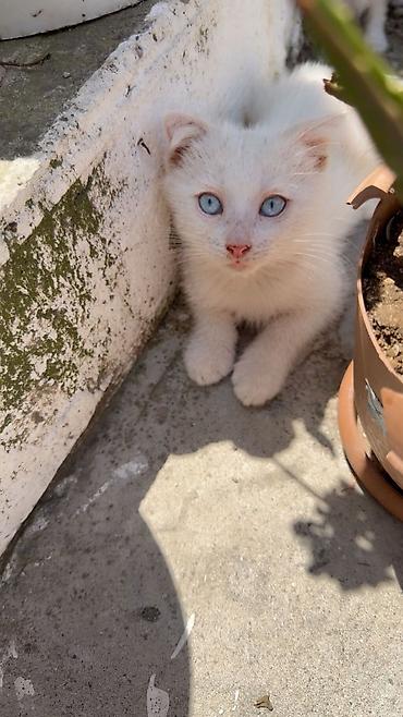 Yaxşı əllərə lalafo.az -da Yaxşı əllərə