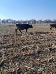 дом для кош: Сатам | Уй (ургаачы) | Алатоолук | Көбөйтүү үчүн