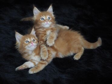 шотландская кошка шиншилла: Мейн-кун, 1 месяц, Девочка, Приучена к лотку, Проглистована, С прививками