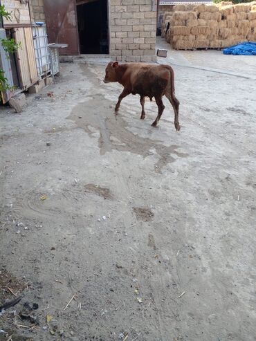 inek sagan aparat qiymeti: Buzov 1200 AZN
ELAQE 055-726-63-34
