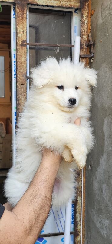 İtlər: Samoyed, 4 ay, Erkek, Peyvəndli
