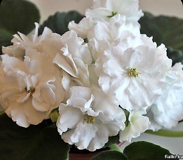 орхидеи детки: Продаю деткистартеры сортовых фиалок🌺🌿🌺. От 100сом. Есть взрослые — 2