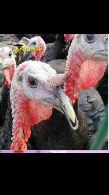 Heyvanlar üçün digər mallar: Quşlar bir birlərinə xəsarət verməsinin qarşısını alır cox goturen — 10