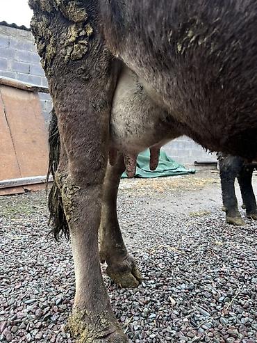 Коровы, быки: Продаю | Корова (самка) | Алатауская | Для молока — 11