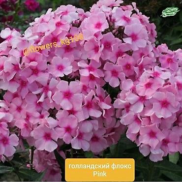 ковры бишкек цена: Продаю голландские флоксы - 380 сом — 4