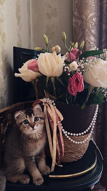 милая кошка: Шотландский котёнок (скоттиш-фолд/страйт) с необычной «дикой» окраской — 1