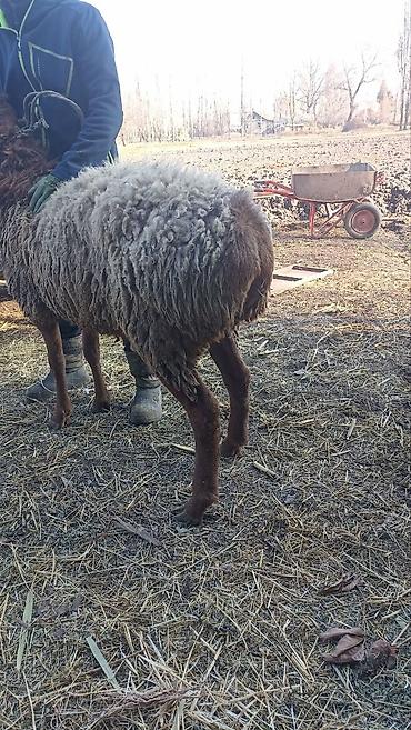 Баран, овца: Продаю | Баран (самец) | Гиссарская | На забой, Для разведения | Осеменитель — 4