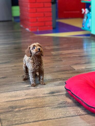 Psi: Nasa odgajivacnica se nalazi u Indjiji i bavimo se uzgojom pasa 15 — 3