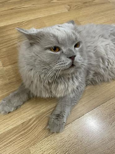 курильский бобтейл: 2 года, Мальчик, Голубой, Приучена к лотку — 1