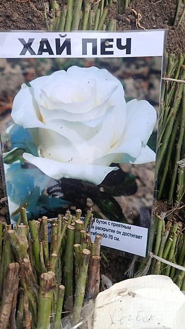 Роза: Саженцы — 8