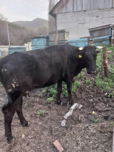 Коровы, быки: Продаю коров стальные будет 4 орёл искусственное осеменение