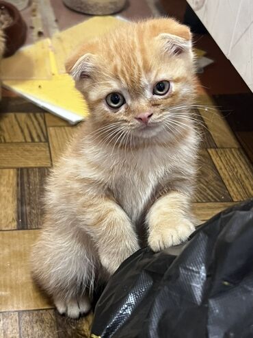 шотландская кошка черная: Скотиш Фолд (Шотландская вислоухая), 2 месяца, Мальчик, Рыжий
