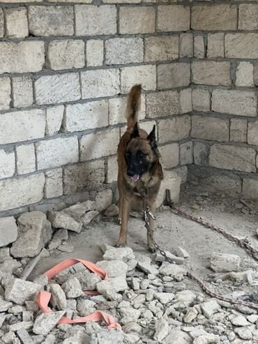 İtlər: Belçika çoban iti, 2 il, Erkek, Peyvəndli — 6